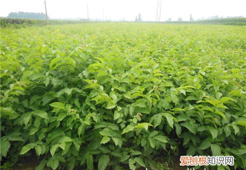 树苗种植要怎么弄呀 现在种植哪些树苗养得快