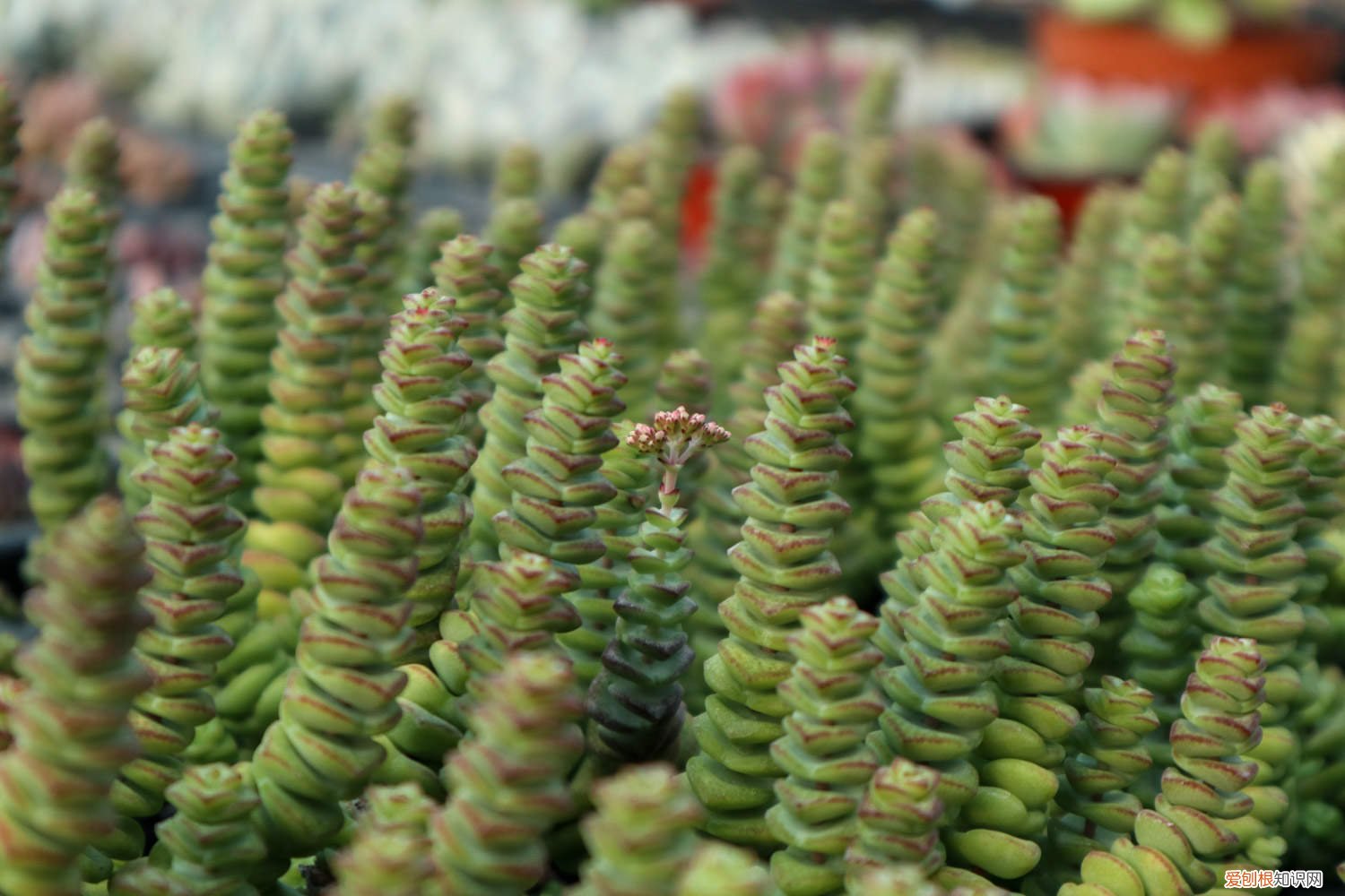 钱串子叶子黄怎么办 钱串叶子发黄怎么办