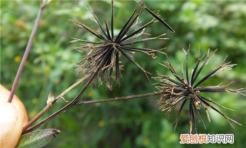 羽叶鬼针草是什么 对农作物有什么影响