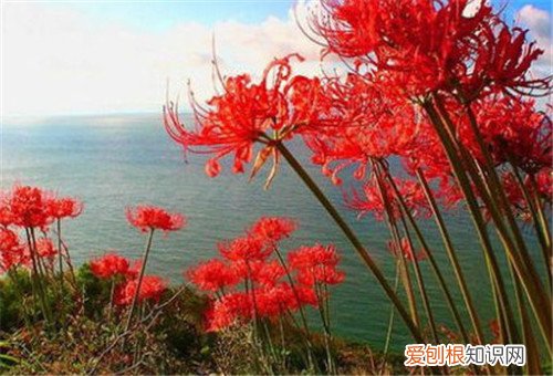 八月开什么花啊 八月开的这些花你知道几个