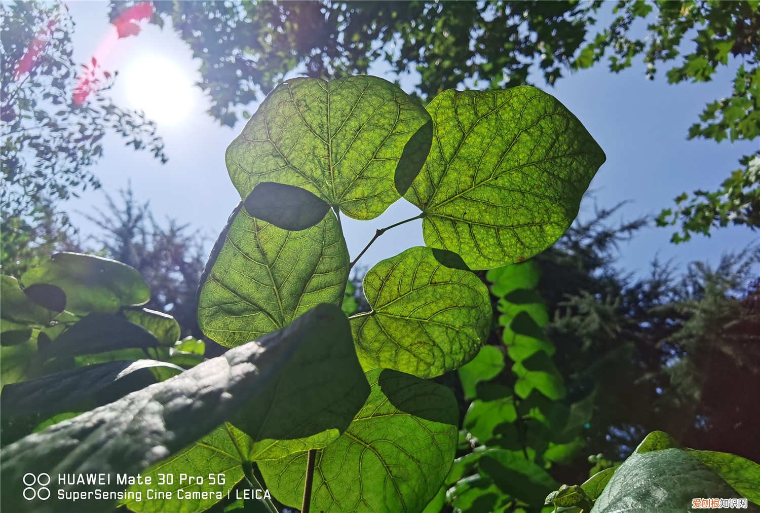 紫荆叶子干枯了怎么办 紫荆叶子变黄怎么办