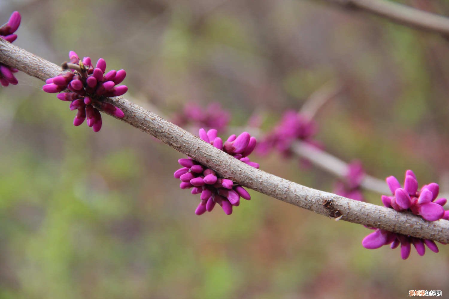 紫荆叶子干枯了怎么办 紫荆叶子变黄怎么办
