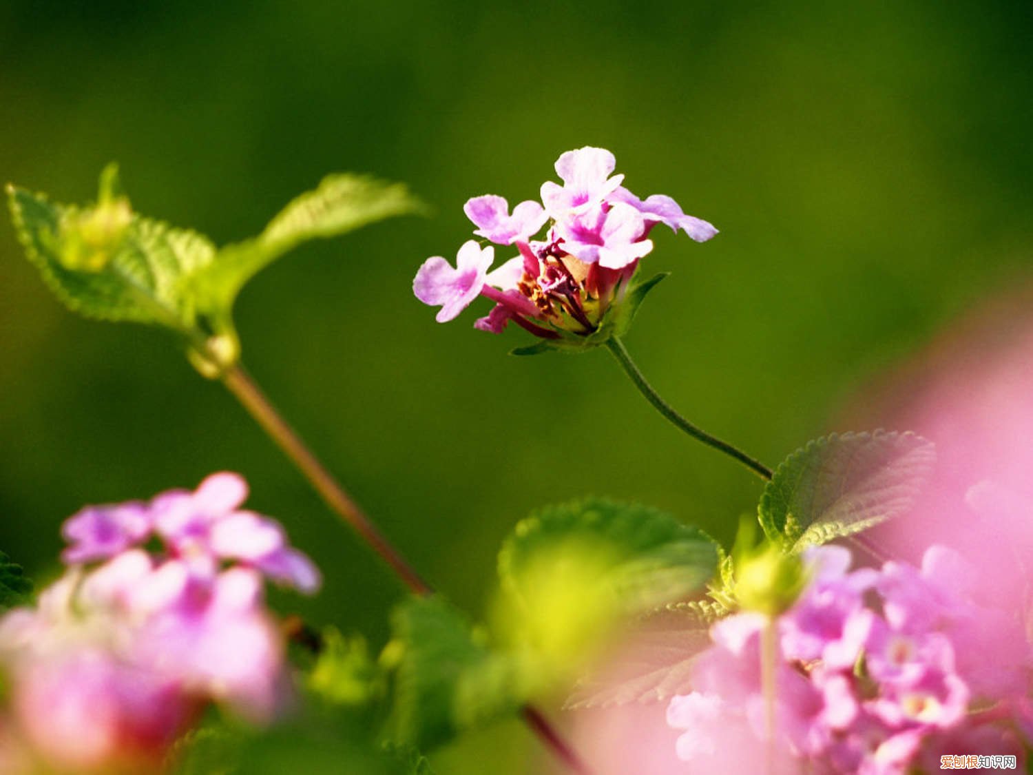 五色梅的叶片发黄是怎么回事啊 五色梅的叶片发黄是怎么回事