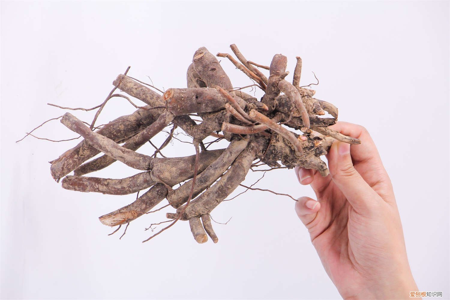 红牡丹叶子发黄怎么办? 牡丹花叶子发黄怎么救