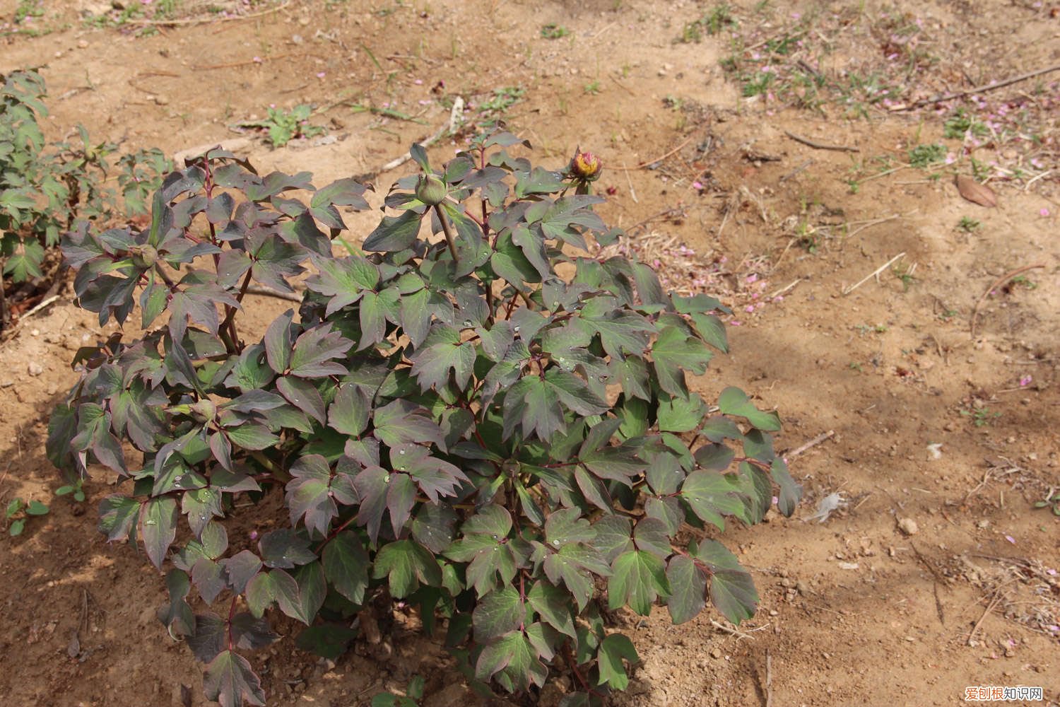 红牡丹叶子发黄怎么办? 牡丹花叶子发黄怎么救