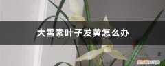 大雪素叶片 大雪素叶子发黄怎么办