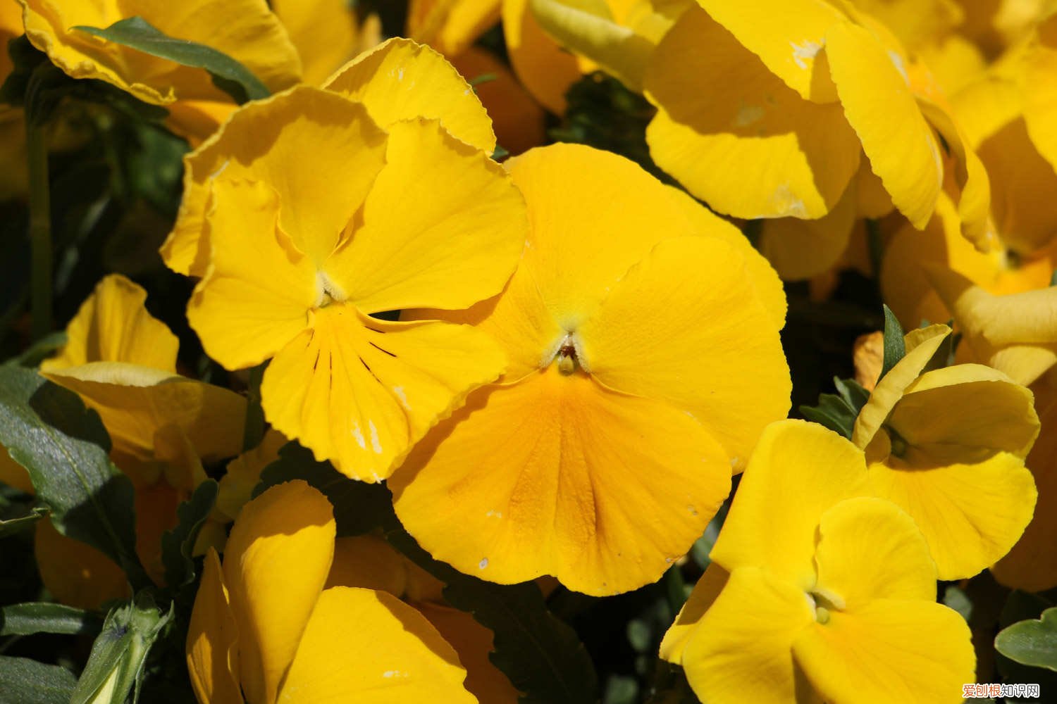 三色堇的种植和注意事项 三色堇的种植和注意事项