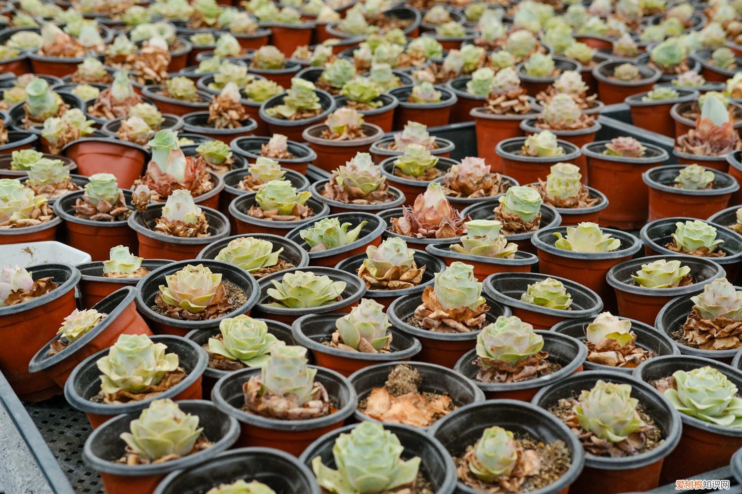 山地玫瑰叶子发黄怎么办呢 山地玫瑰叶子发黄怎么办