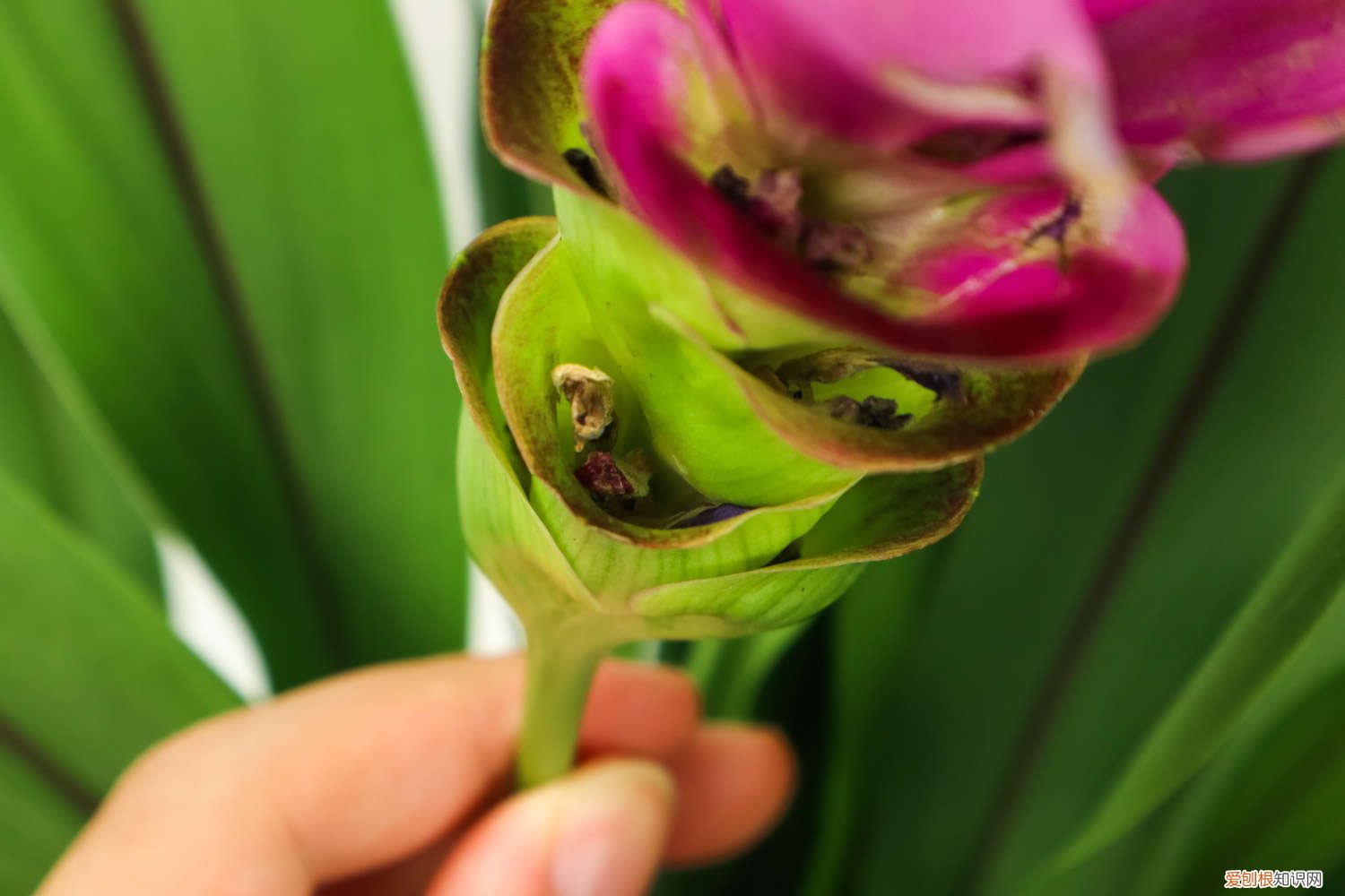 盆栽姜荷花如何过冬 姜荷花冬天怎么养护