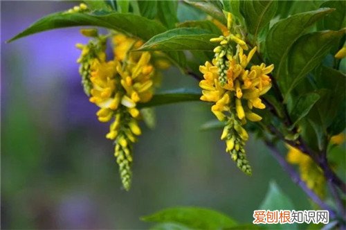 山桂花长什么样 山桂花有什么价值