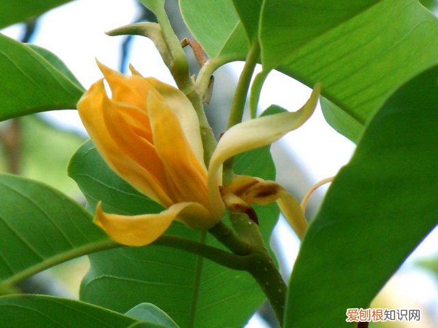 山桂花长什么样 山桂花有什么价值