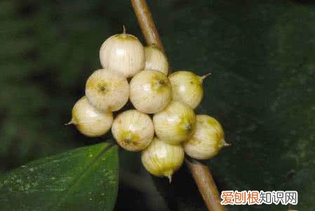 山桂花长什么样 山桂花有什么价值