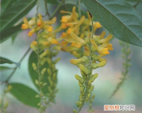 山桂花长什么样 山桂花有什么价值