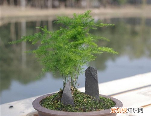 文竹的养殖方法是怎样的 文竹有什么功效