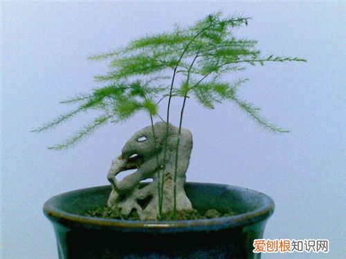 文竹的养殖方法是怎样的 文竹有什么功效