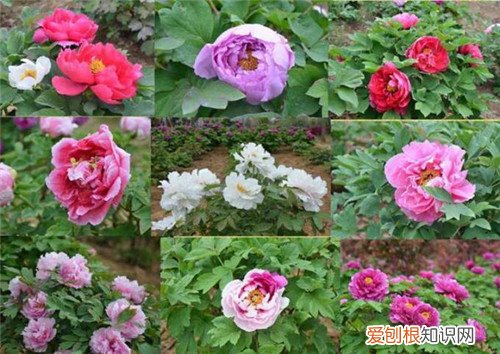 牡丹花的资料大全 2017 牡丹花图片欣赏