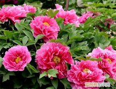 牡丹花的资料大全 2017 牡丹花图片欣赏