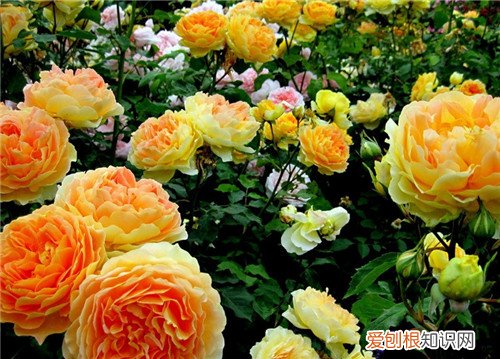 牡丹花的资料大全 2017 牡丹花图片欣赏