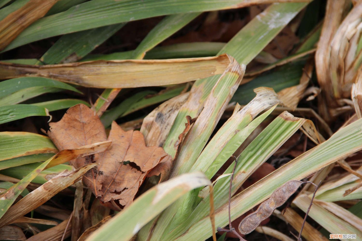 鸢尾叶子发黄的原因及解决办法是什么 鸢尾叶子发黄的原因及解决办法