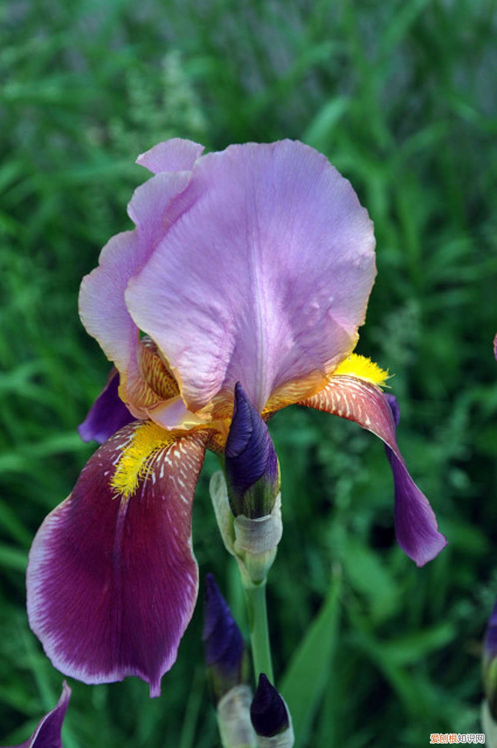 鸢尾叶子发黄的原因及解决办法是什么 鸢尾叶子发黄的原因及解决办法