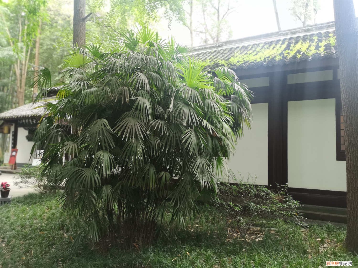 棕竹叶子发黄怎么办? 棕竹叶子发黄怎么办