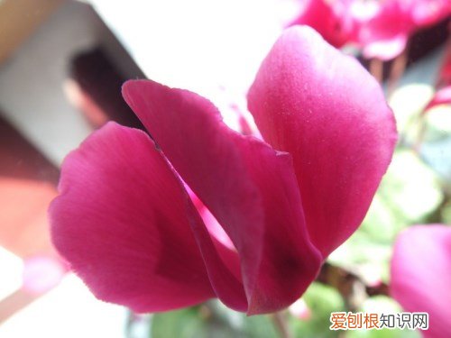 仙鹤来花怎么养殖2017 仙鹤来适合放在卧室内吗