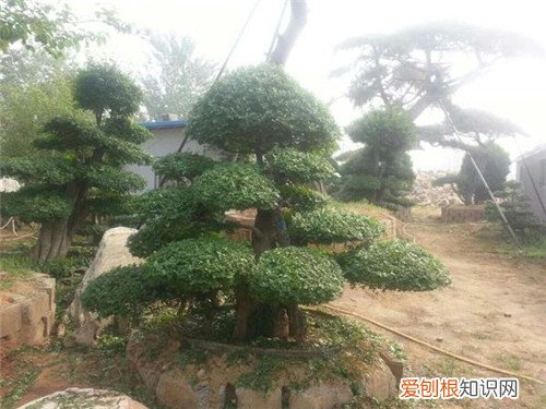 对节白蜡树价格多少钱 对节白蜡盆景如何保型