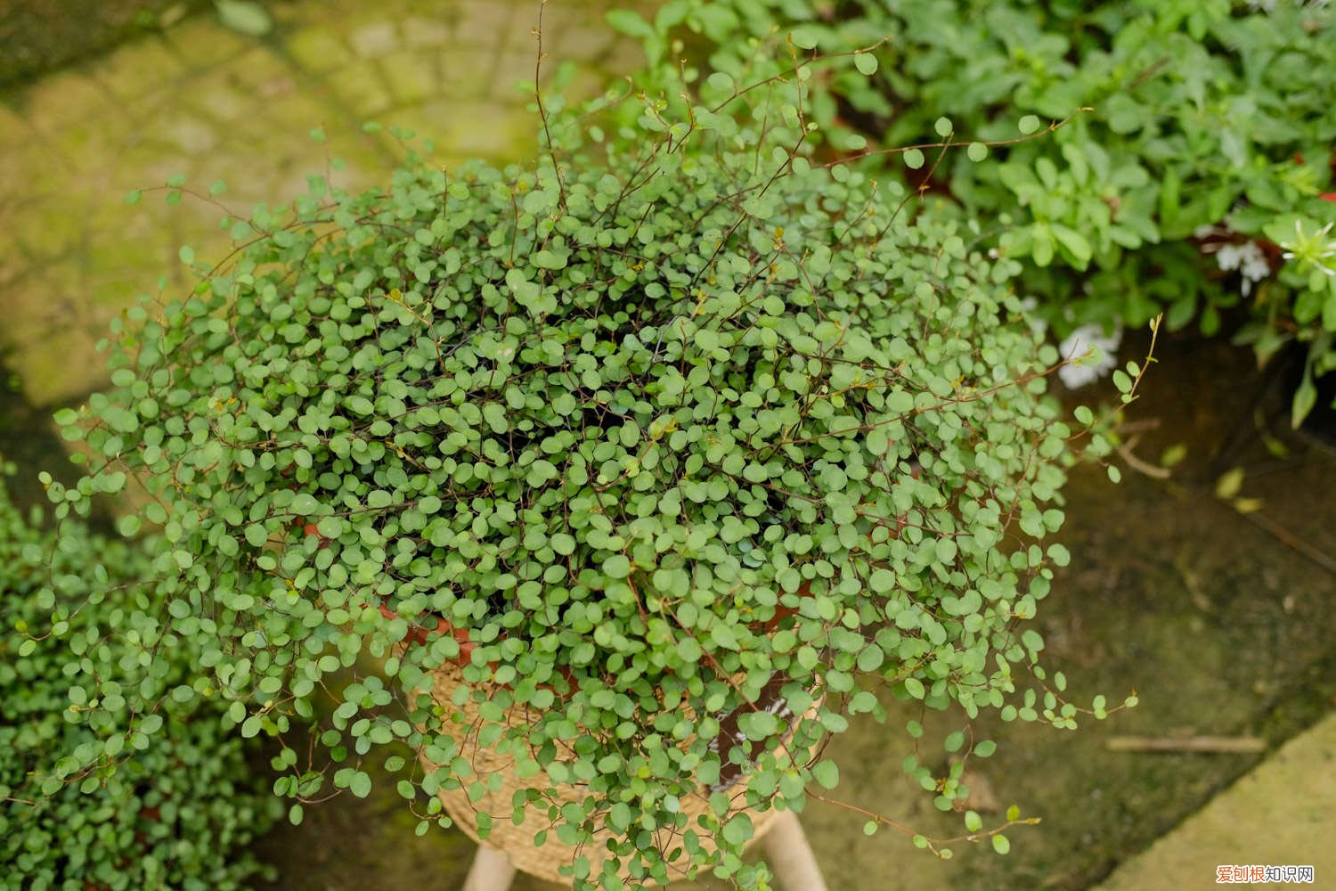 千叶吊兰叶子发黄是什么原因 千叶吊兰叶子发黄掉落怎么办