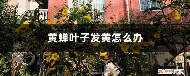 黄蝉叶子发黄是什么原因 黄蝉叶子发黄怎么办