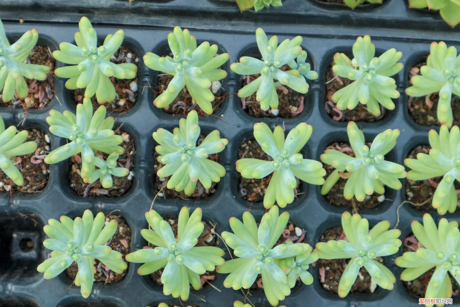 乙女心用什么盆好看 乙女心的爆盆方法