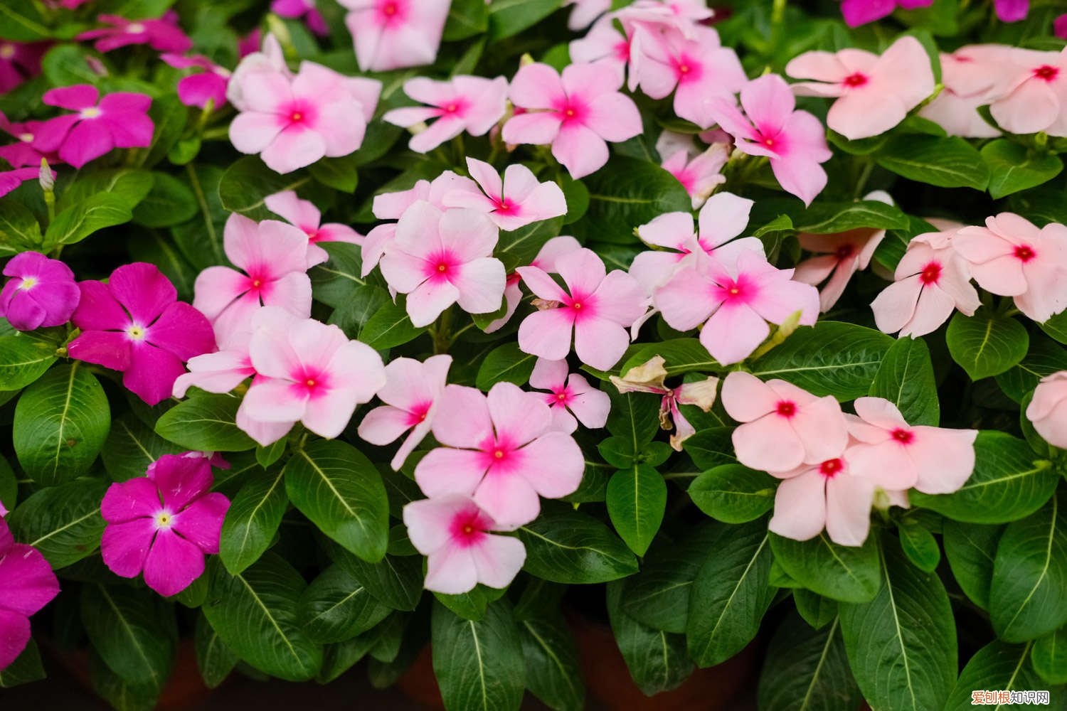 长春花叶子变黄 长春花叶子发黄怎么办