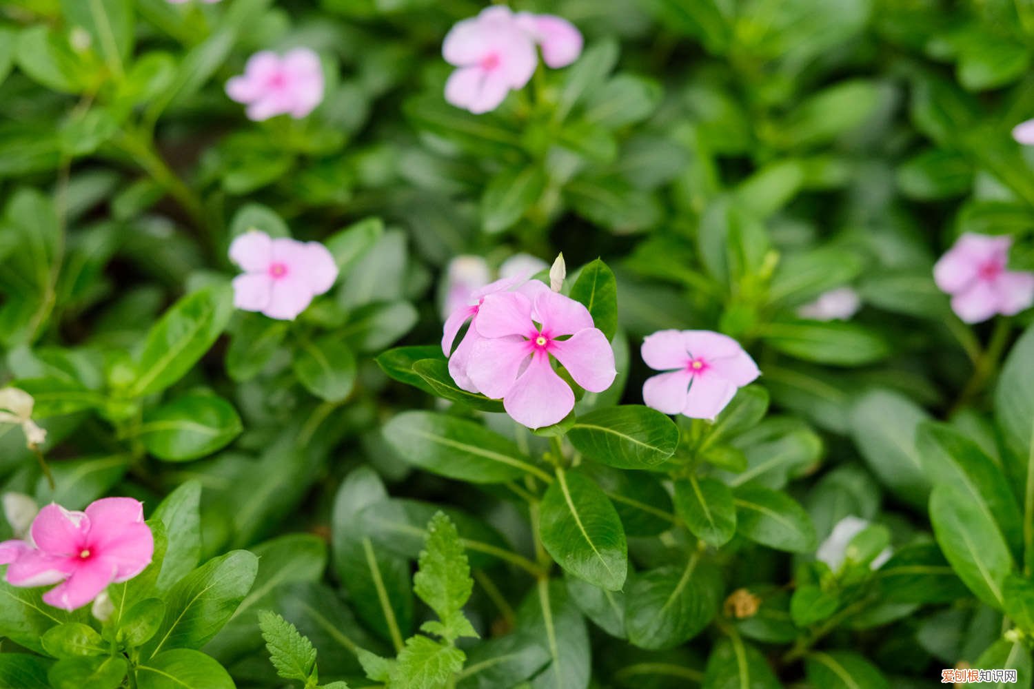 长春花叶子变黄 长春花叶子发黄怎么办