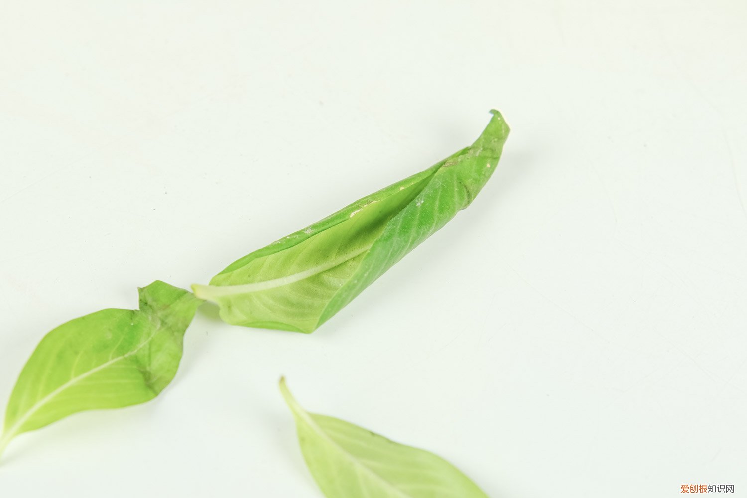 长春花叶子变黄 长春花叶子发黄怎么办