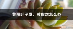 花黄叶烂叶怎么办 黄丽叶子发、黄腐烂怎么办