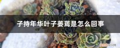 子持年华叶子萎蔫是怎么回事