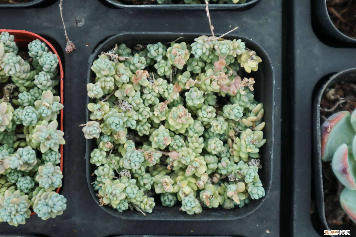 旋叶姬星美人的养殖方法和注意事项 姬星美人叶子发黄怎么办