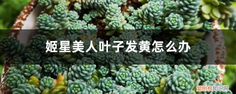 旋叶姬星美人的养殖方法和注意事项 姬星美人叶子发黄怎么办