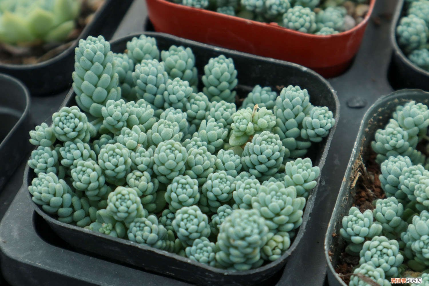 旋叶姬星美人的养殖方法和注意事项 姬星美人叶子发黄怎么办