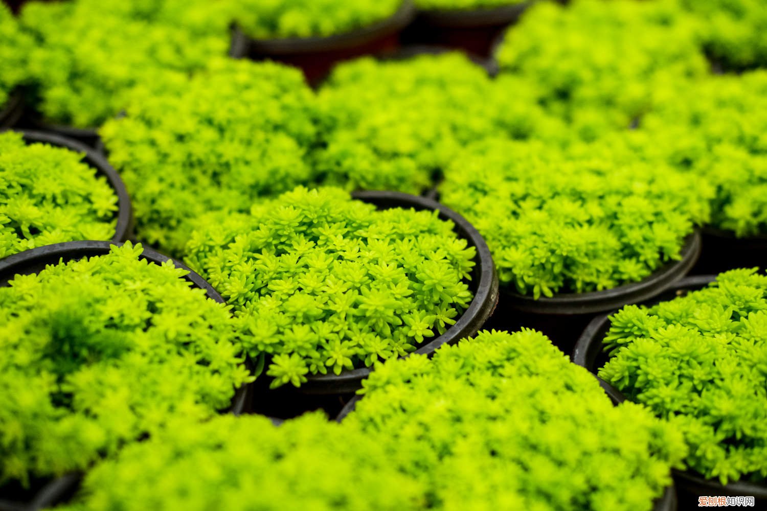 黄金万年草叶子枯了 黄金万年草叶子蔫了还有救吗