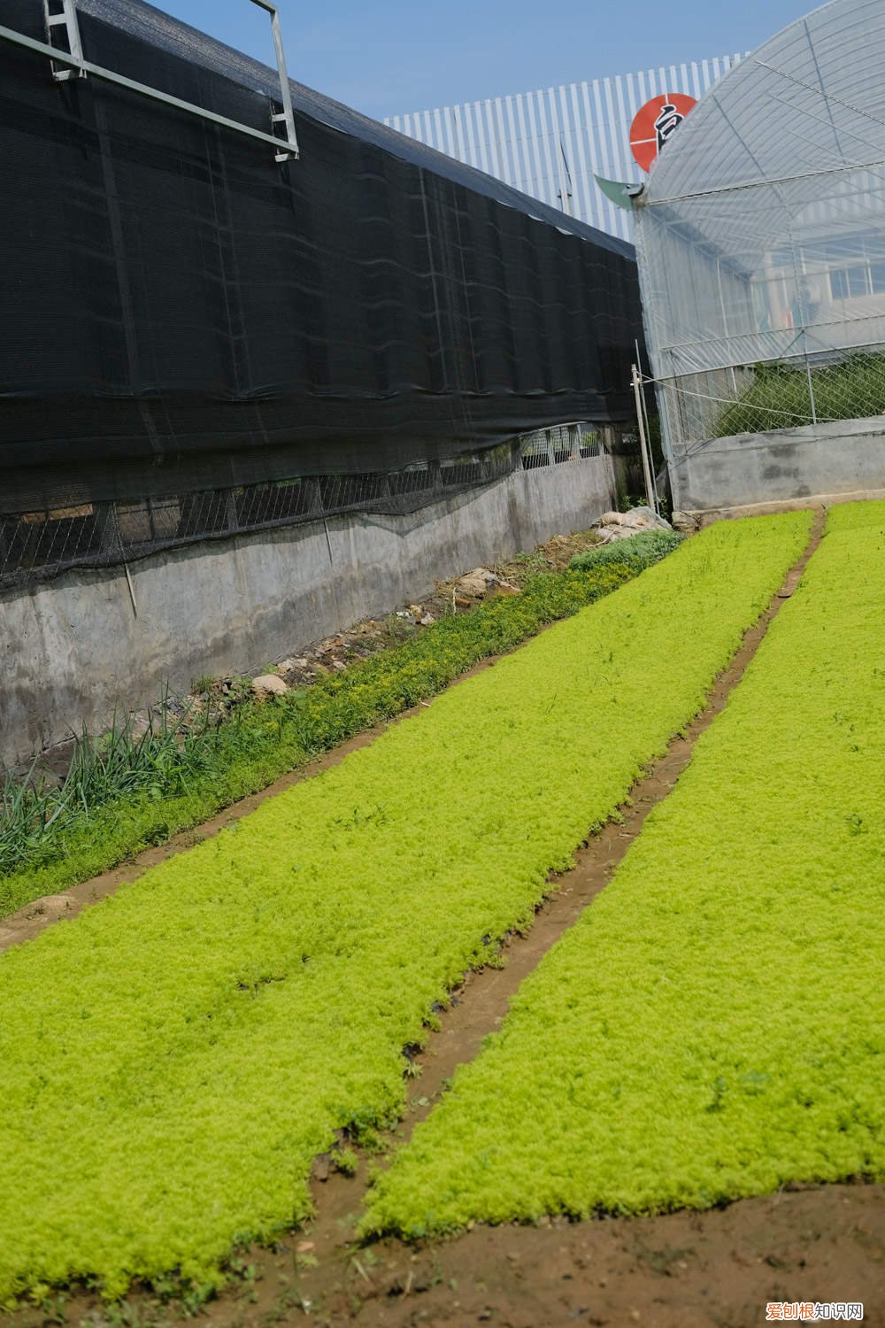 黄金万年草叶子枯了 黄金万年草叶子蔫了还有救吗