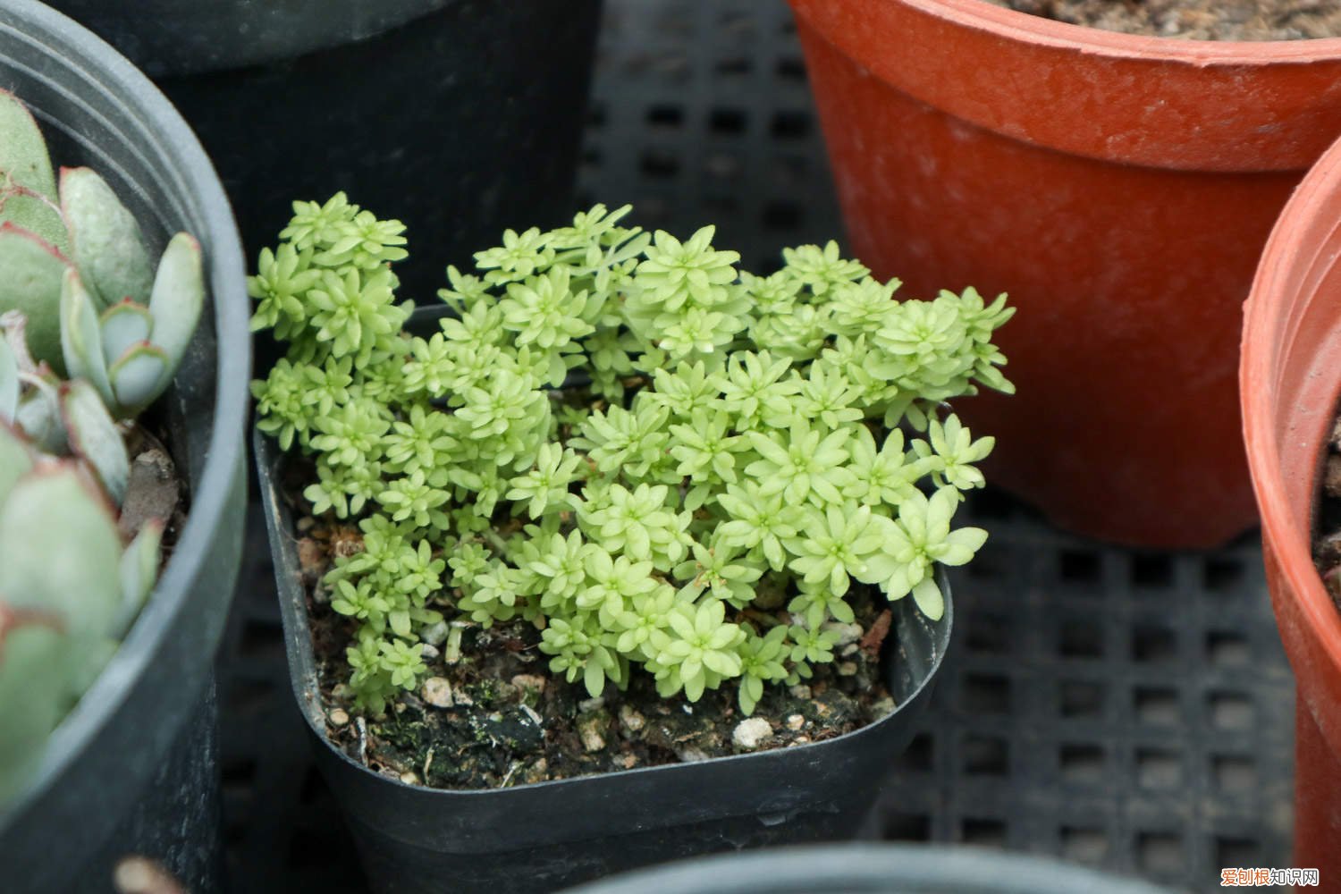 黄金万年草叶子枯了 黄金万年草叶子蔫了还有救吗