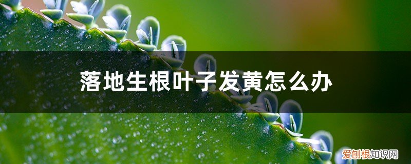 叶子从根部发黄为什么 落地生根叶子发黄怎么办