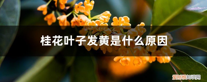 桂花叶子发黄是什么原因呢 桂花叶子发黄是什么原因