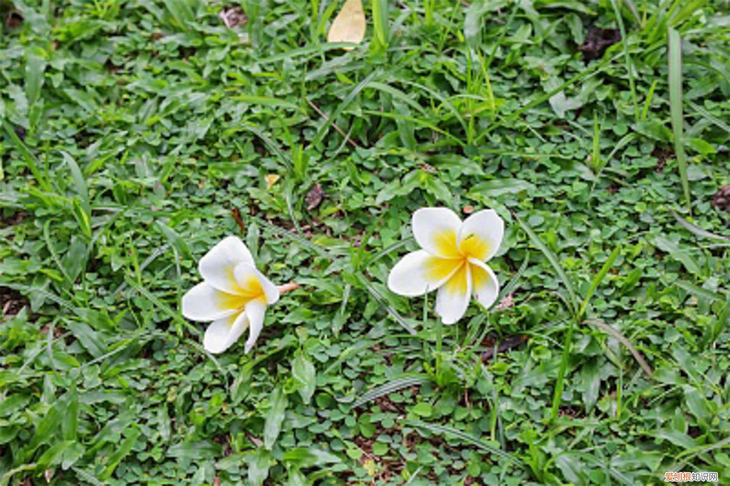 鸡蛋花叶子发黄是什么原因造成的 鸡蛋花叶子发黄是什么原因