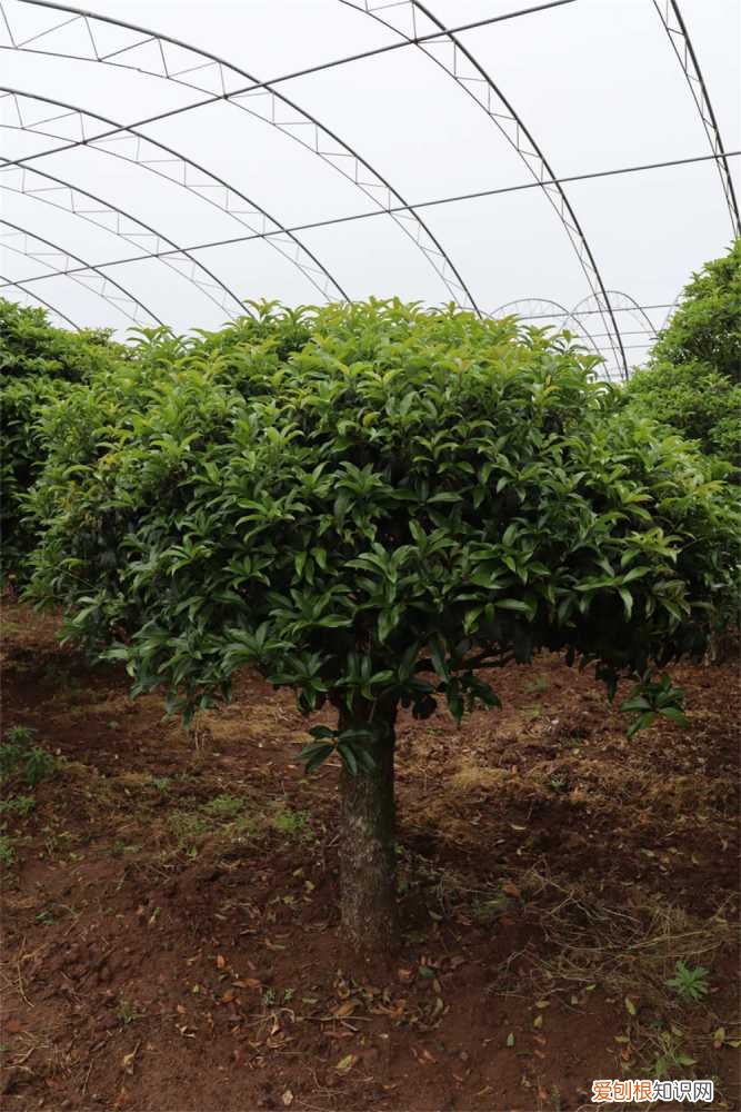 桂花叶子为什么干尖 桂花叶子干尖是什么原因