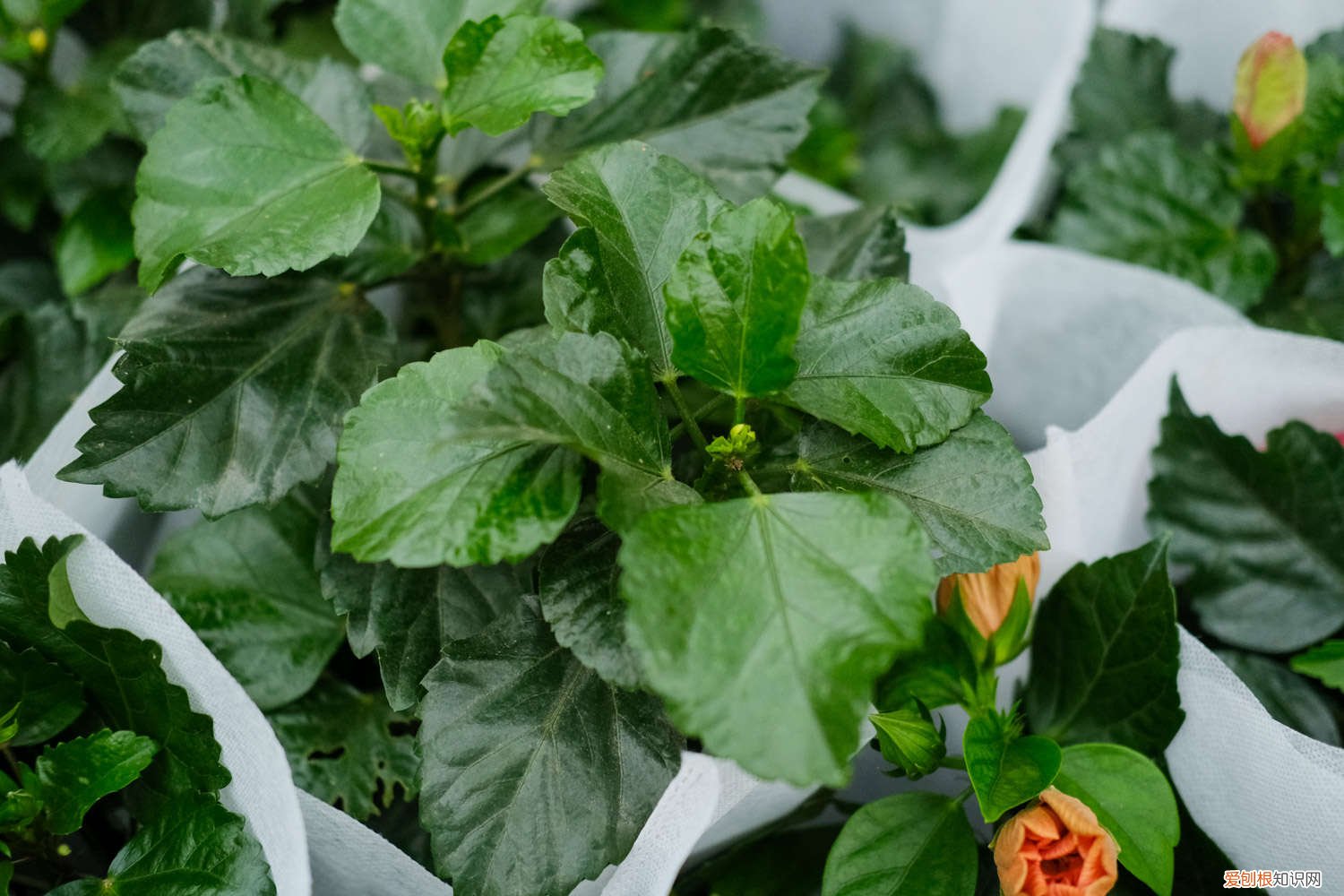 扶桑花小叶子发黄 扶桑花叶子发黄怎么办