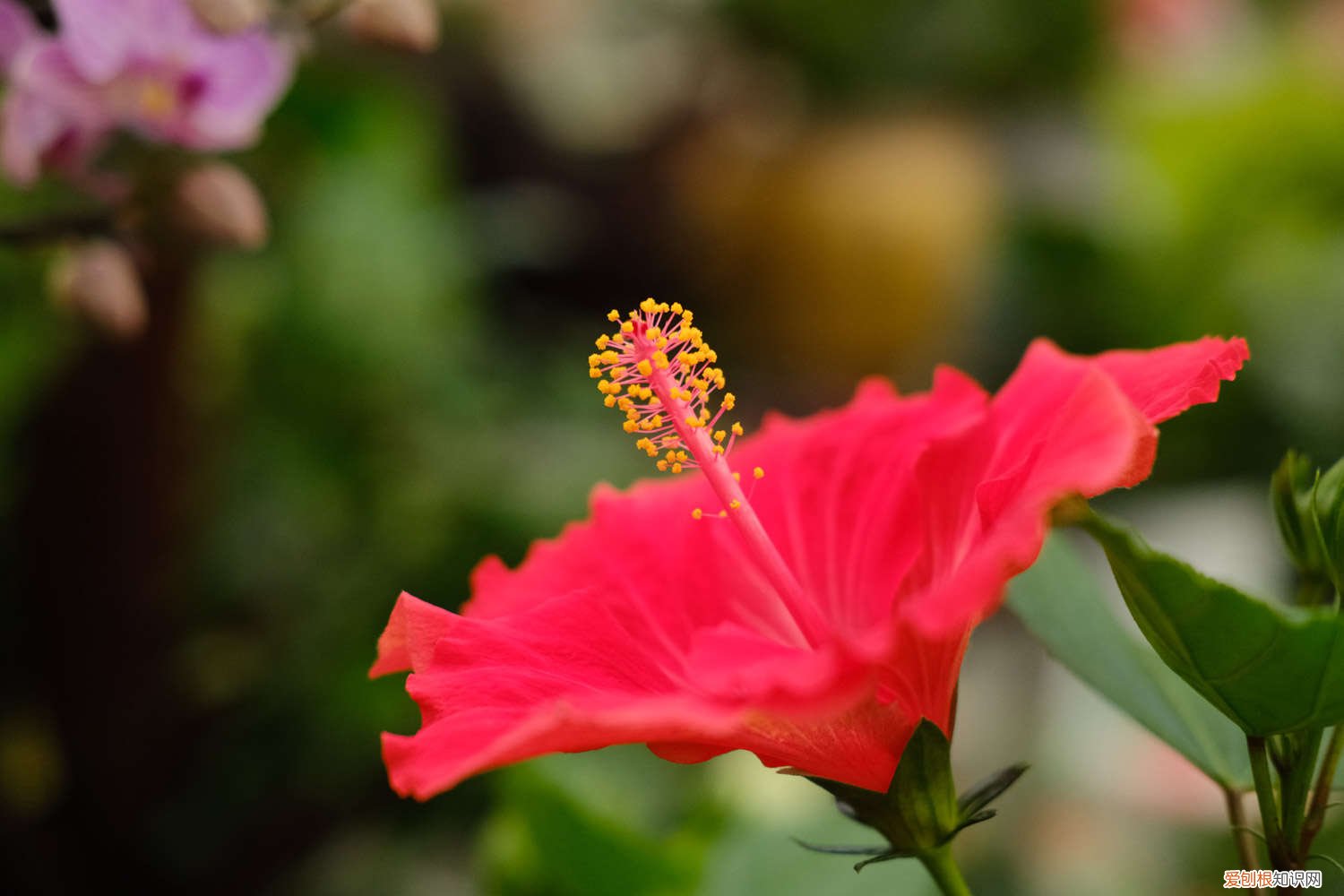 扶桑花小叶子发黄 扶桑花叶子发黄怎么办