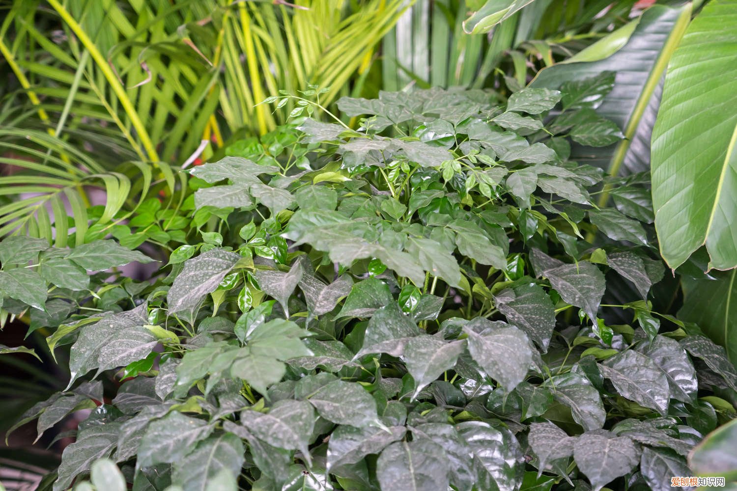 幸福树叶子发黄怎么回事? 幸福树叶子发黄怎么办