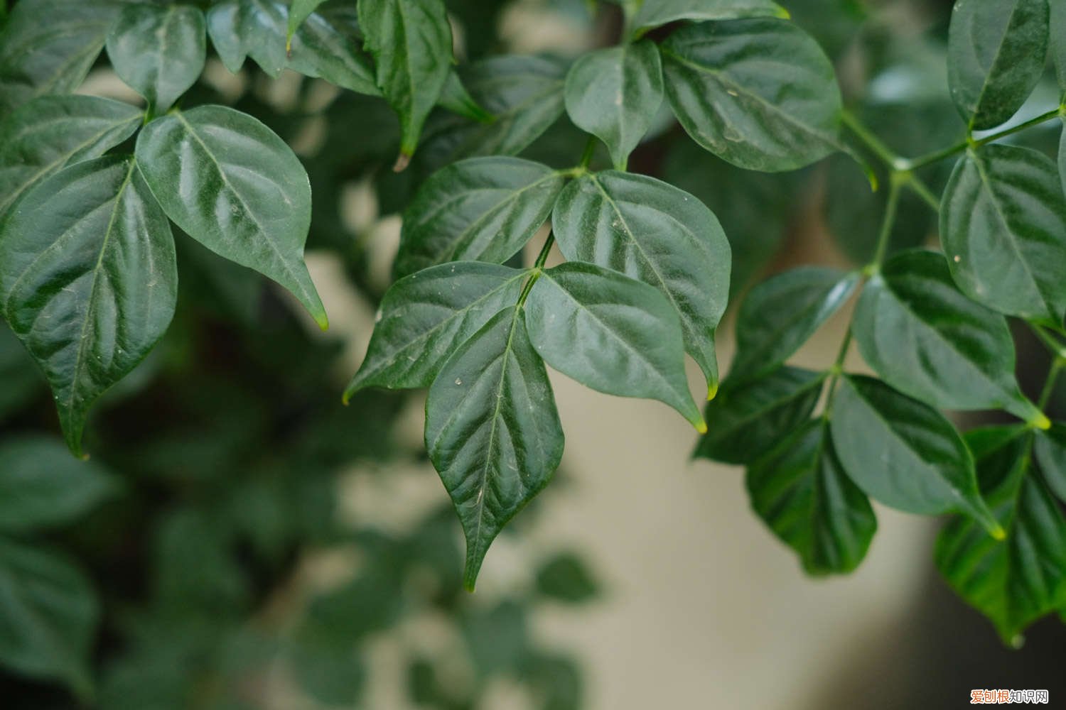 幸福树叶子发黄怎么回事? 幸福树叶子发黄怎么办