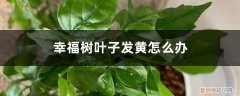 幸福树叶子发黄怎么回事? 幸福树叶子发黄怎么办